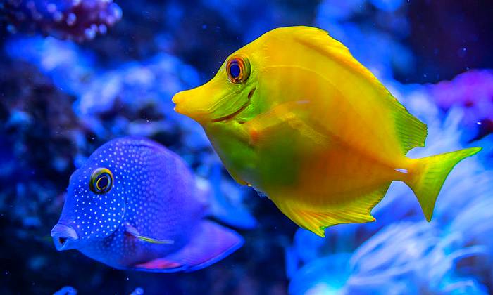 Antalya búvárkodás