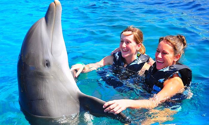 Nabeul delfin úszás