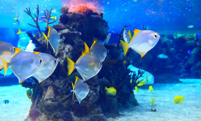 Hainan sznorkelezés