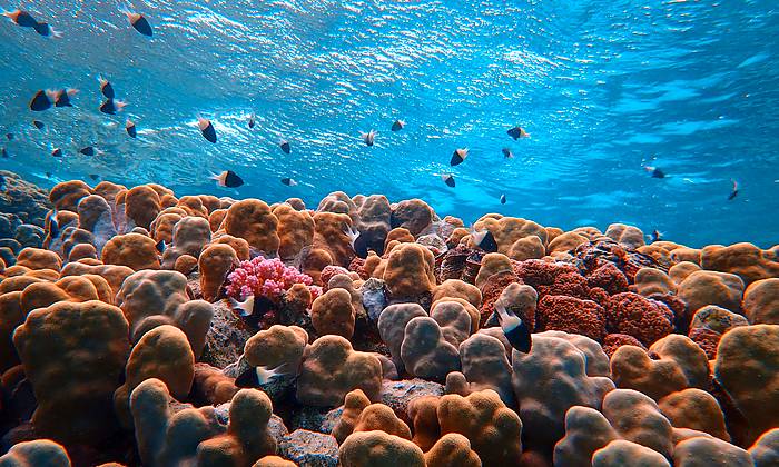 El Gouna búvárkodás