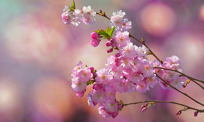 Japán utazás tanácsok