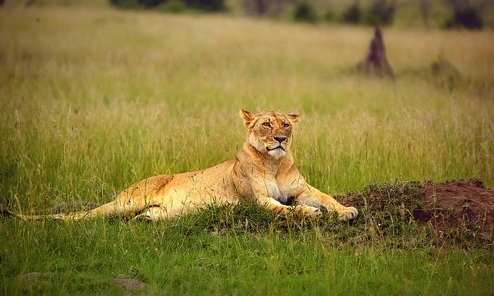 Kenya utazás infók