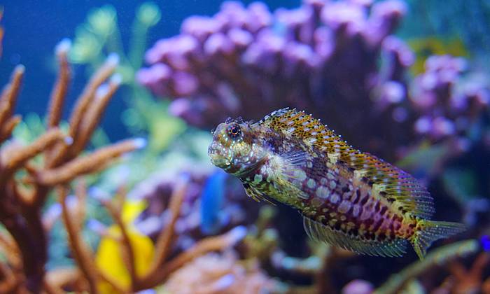 Koh Samui búvárkodás