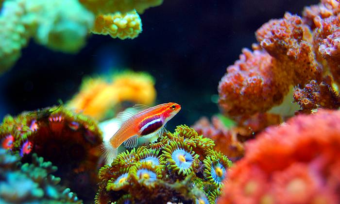 Pattaya búvárkodás