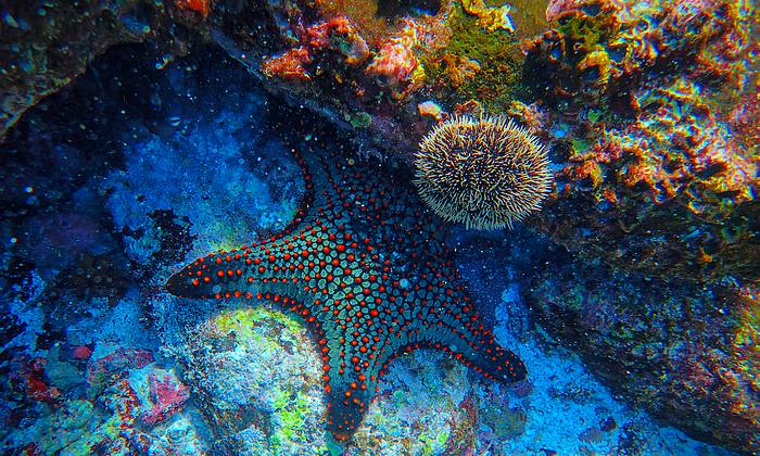 Phuket búvárkodás