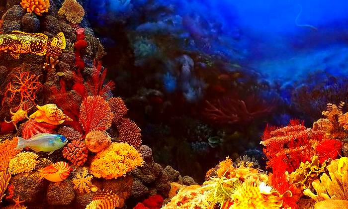 Sharm El-Sheikh búvárkodás