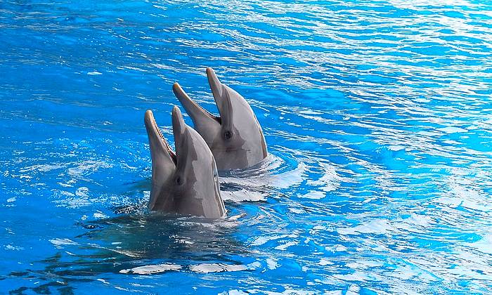 Sharm El-Sheikh delfinekkel úszás