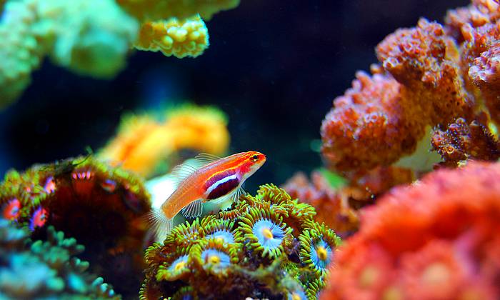 Zanzibár búvárkodás