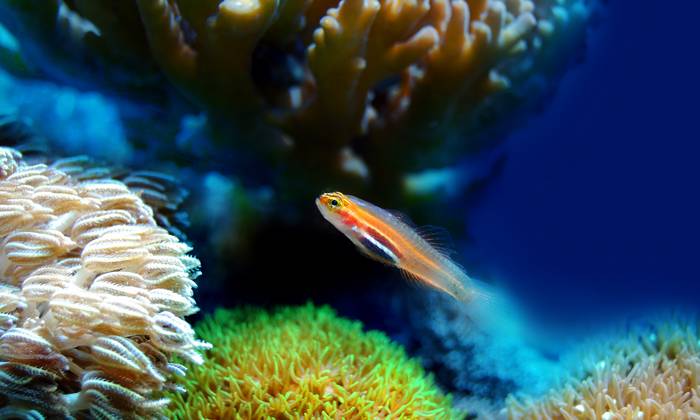 Zöld-foki-szigetek Sal búvárkodás