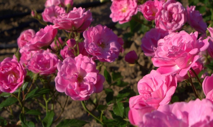 Rózsa Fesztivál Kazanlak