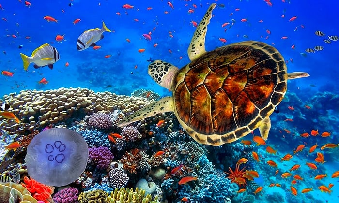 Marsa Alam Búvárkodás