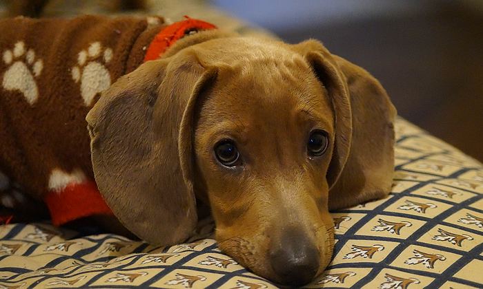 Isztambul PETZOO Kiállítás