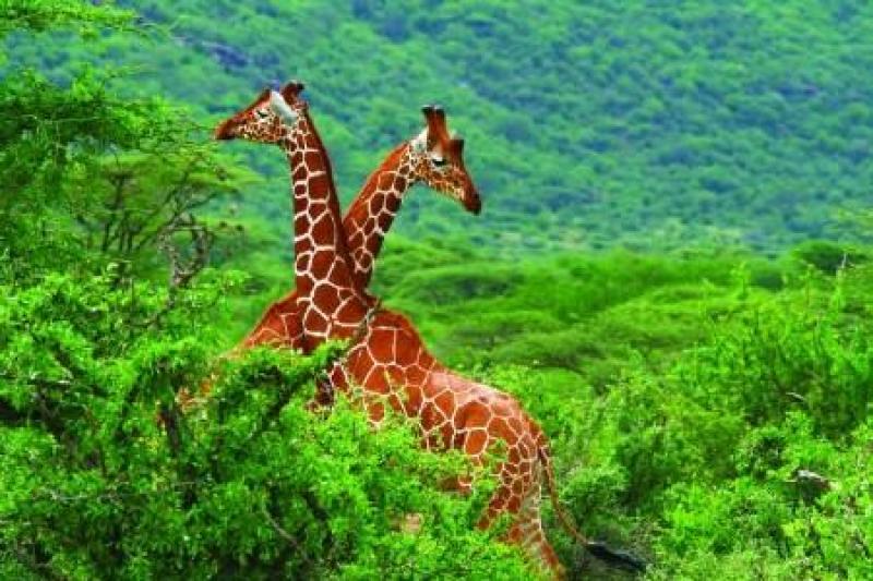 Serengeti szafari program pihenéssel Zanzibár szigetén