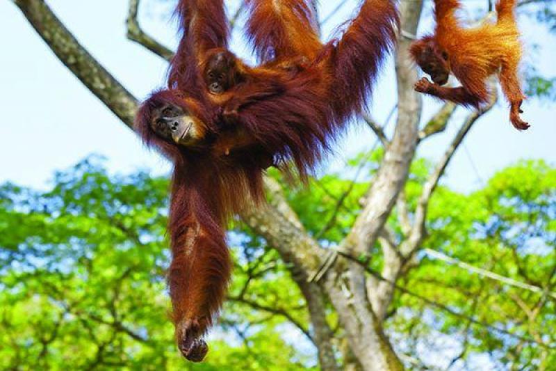 Borneói kalandok pihenéssel Langkawi szigetén