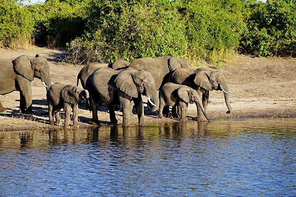 Dél-Afrika legjava és a Viktória-vízesés 2024 - Csoportos körutazás