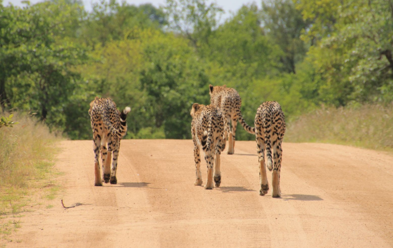 Dél-Afrika legjava és a Viktória-vízesés 2024 - Csoportos körutazás