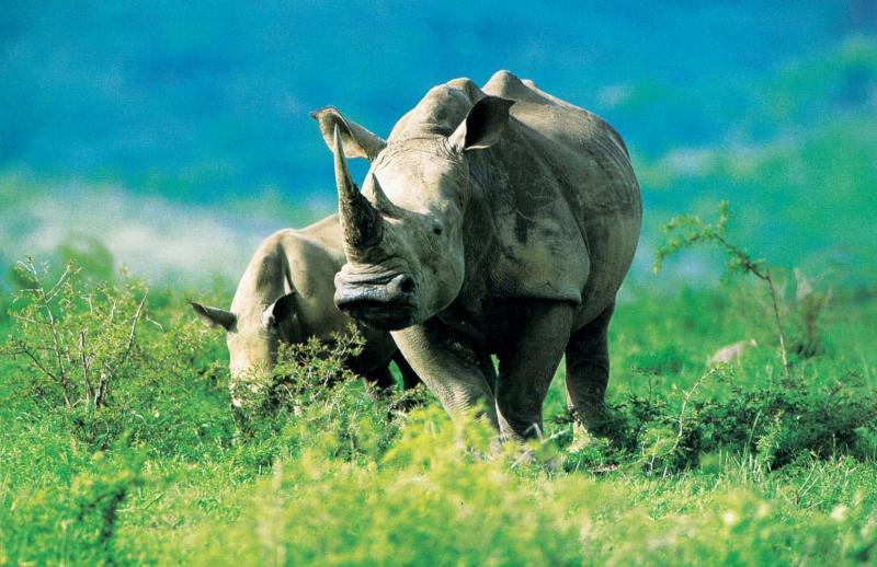 Serengeti szafari program pihenéssel Zanzibár szigetén 2024 - csoportos körutazás nyaralással