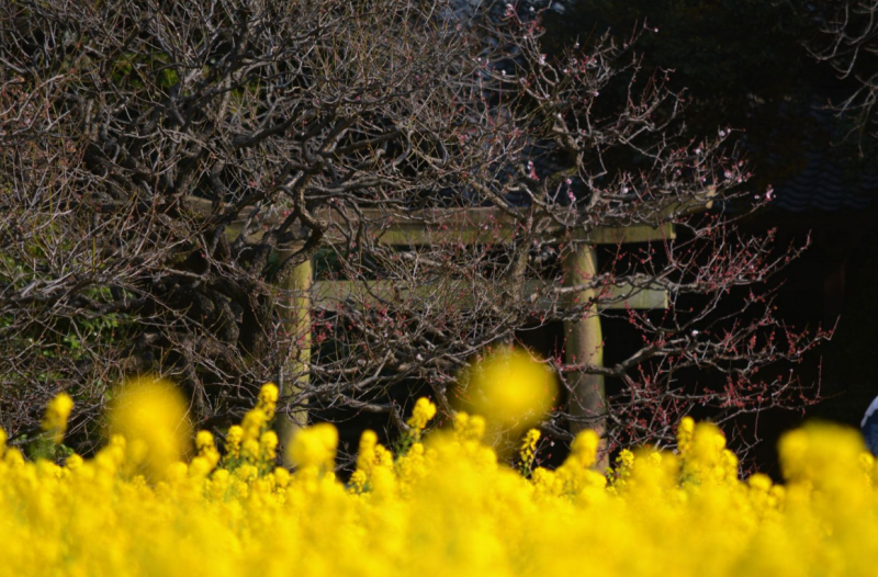 Japán gazdagon - tavaszindító körút cseresznyevirágzással - csoportos körutazás 2025