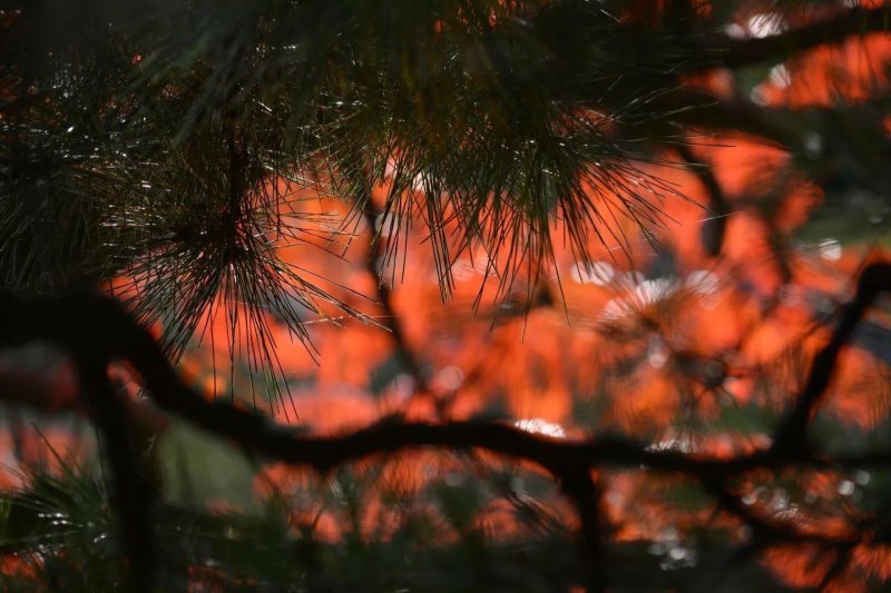 Novemberben is: Japán gazdagon az ősz színeiben - csoportos körutazás