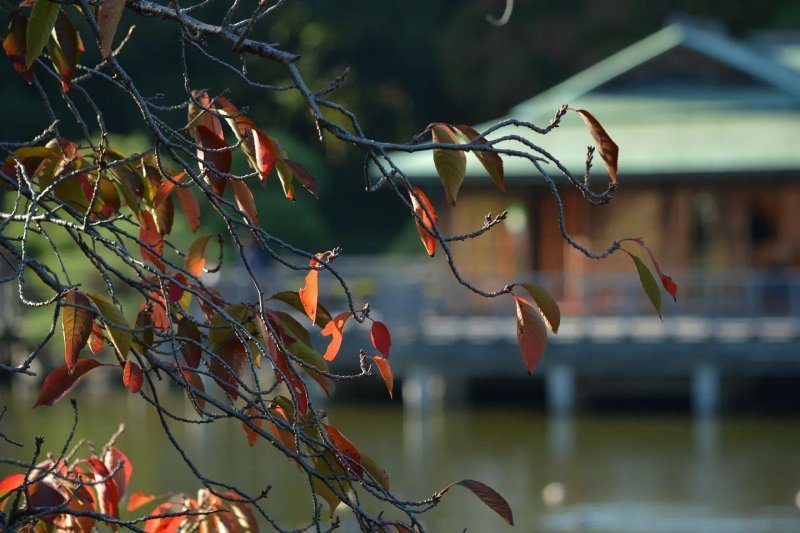 Novemberben is: Japán gazdagon az ősz színeiben - csoportos körutazás