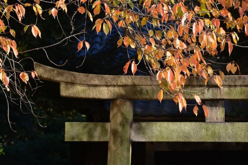 Novemberben is: Japán gazdagon az ősz színeiben - csoportos körutazás