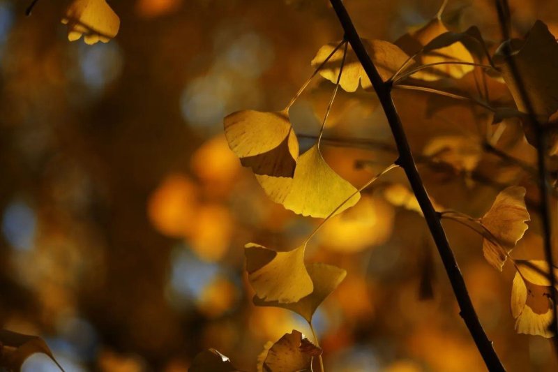 Novemberben is: Japán gazdagon az ősz színeiben - csoportos körutazás