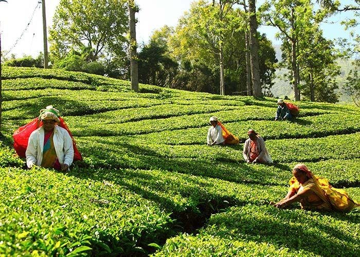 Srí Lankán a tavaszi szünetben, pihenéssel a tengerparton