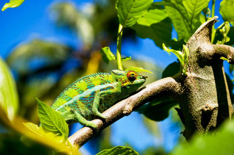 Tavaszi körutazás Madagaszkár déli tájain