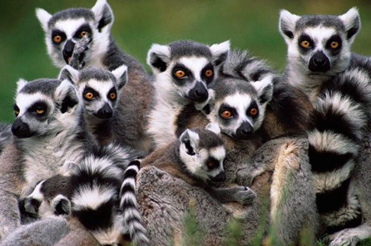 Tavaszi körutazás Madagaszkár déli tájain