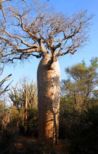 Tavaszi körutazás Madagaszkár déli tájain