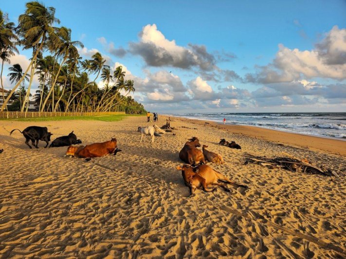 Belső utazás és Srí Lanka csodái - Kőváry Anett jógaterapeutával