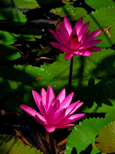 Belső utazás és Srí Lanka csodái - Kőváry Anett jógaterapeutával