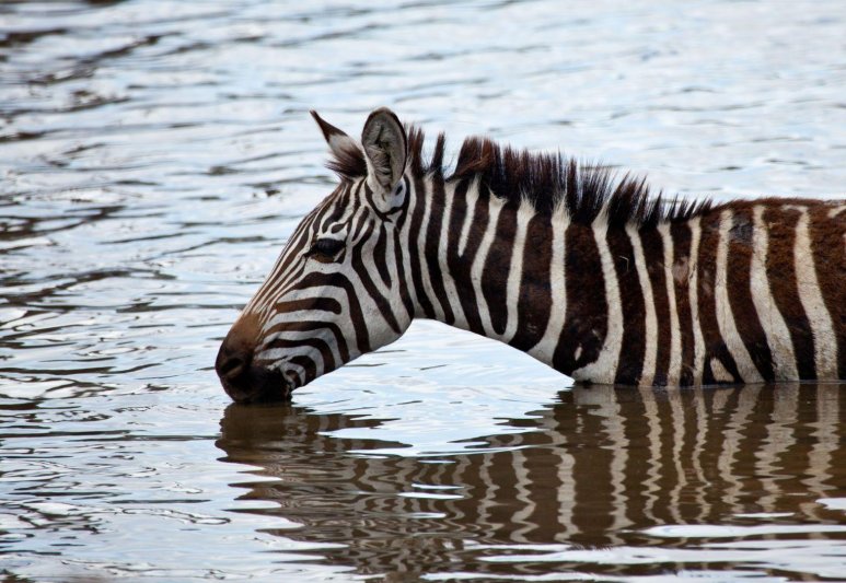 Dél-Afrika legjava és a Viktória-vízesés 2026 - Csoportos körutazás