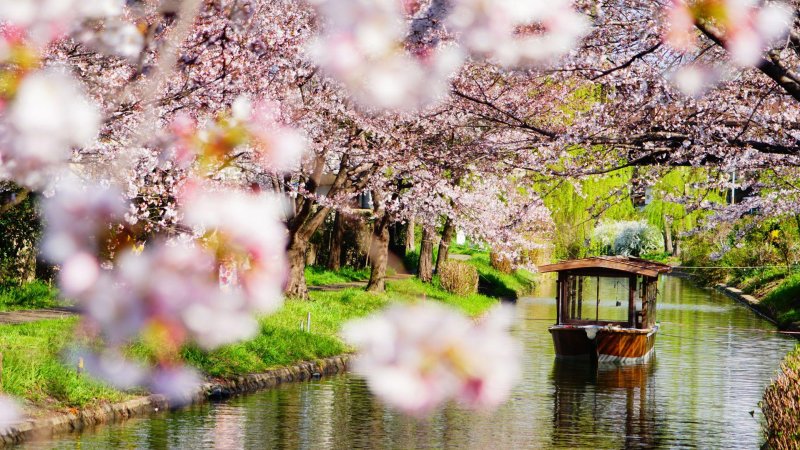 Japán gazdagon - tavaszindító körút cseresznyevirágzással - csoportos körutazás