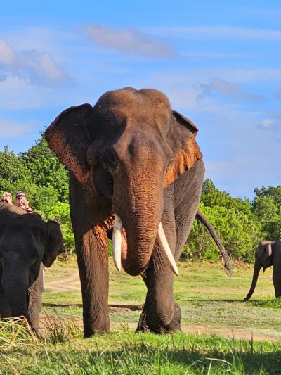 Körutazás Srí Lankán, pihenéssel a Maldív-szigeteken