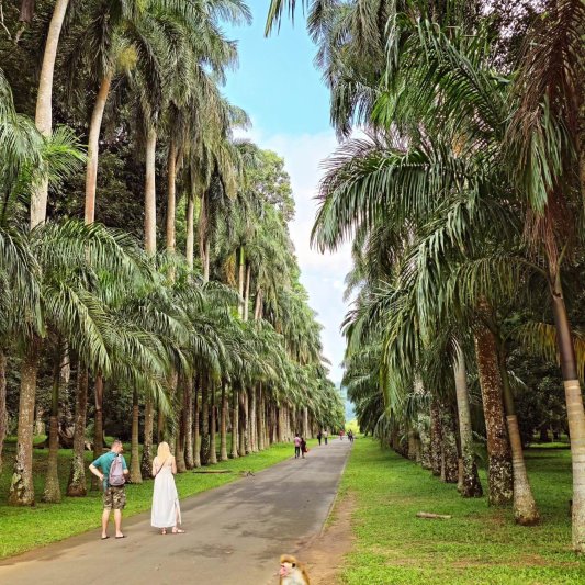 Srí Lanka esszenciája - az örökségtől a felföldekig