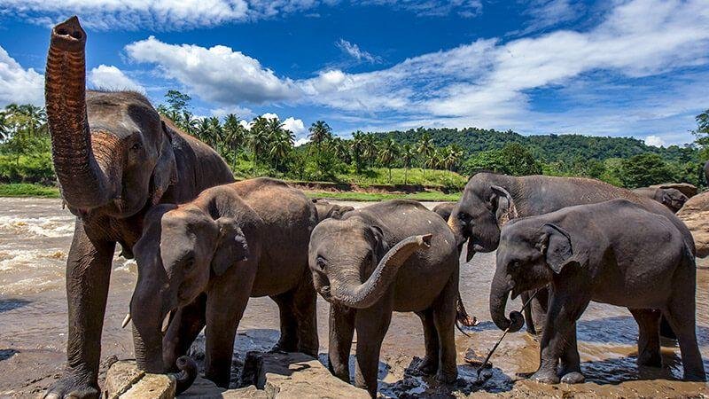 Srí Lanka esszenciája - az örökségtől a felföldekig