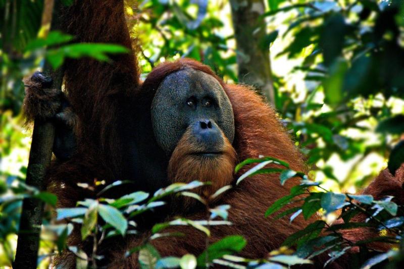Borneó és a Brunei Szultanátus, pihenéssel Langkawi tengerpartján