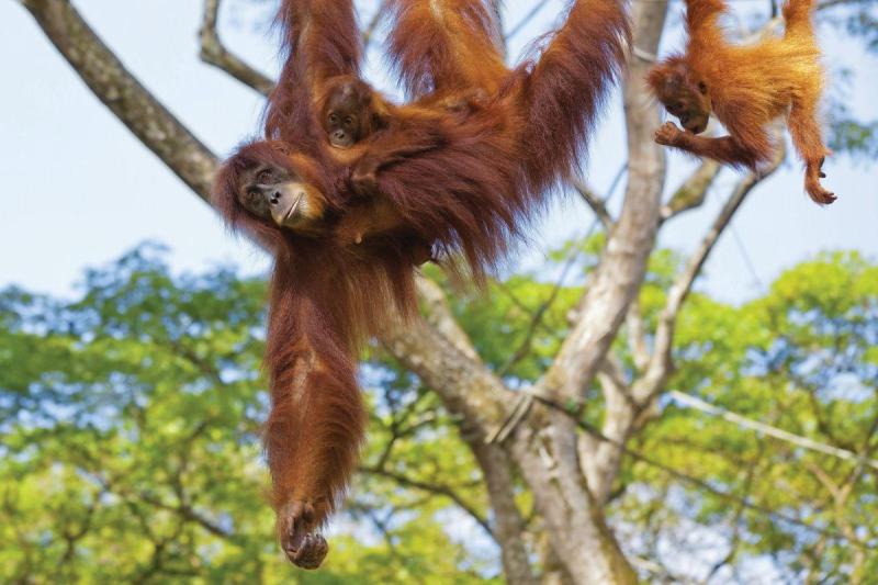Borneó és a Brunei Szultanátus, pihenéssel Langkawi tengerpartján