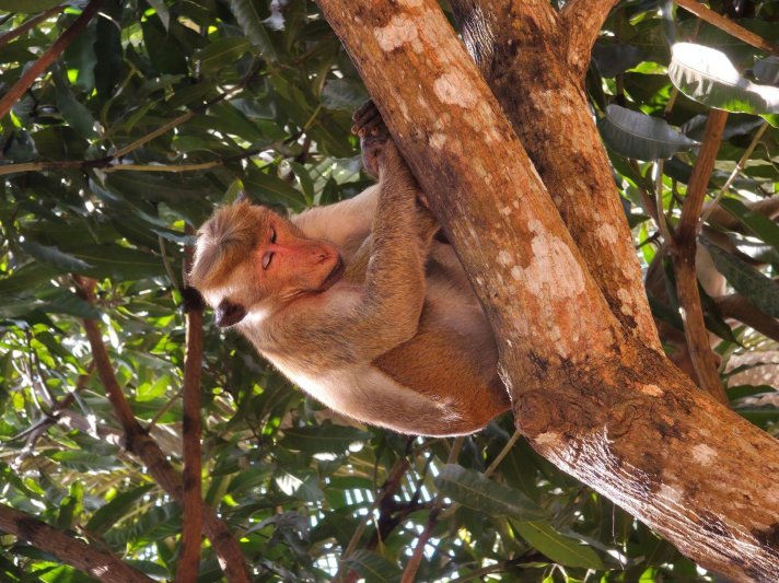 Ceylon aranya - őszi szünet a Smaragd-szigeten