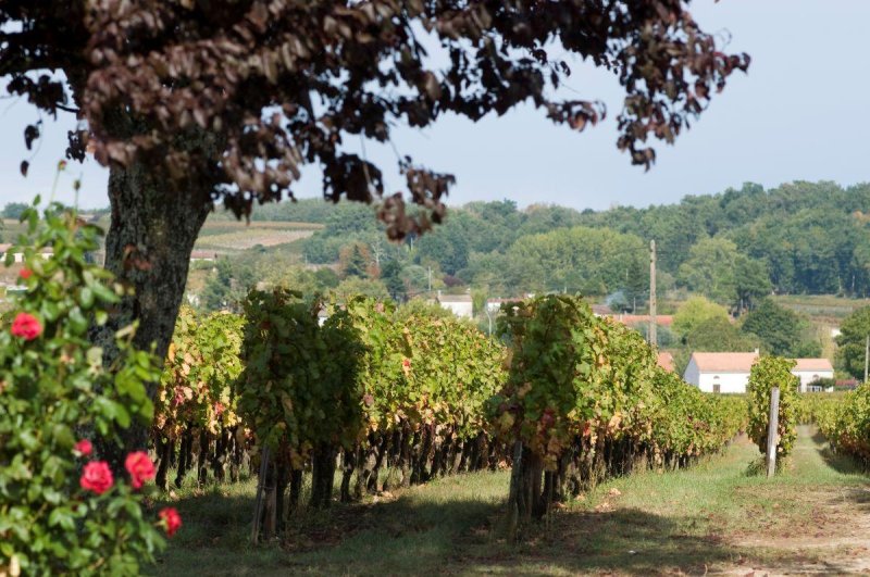Csoportos folyami hajóút Franciaországban – Bordeaux és a Garonne borvidékén