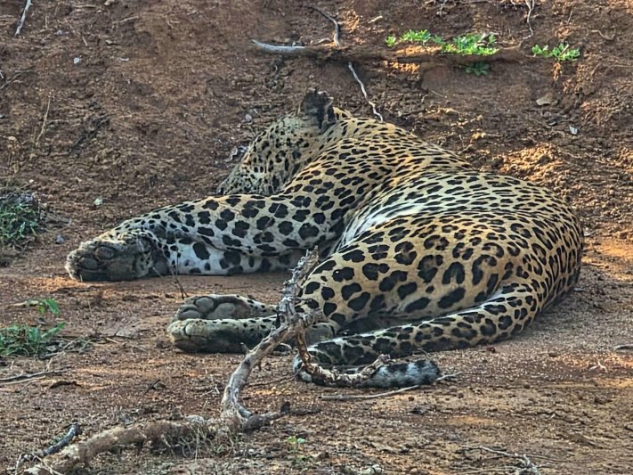 Körutazás Srí Lankán, pihenéssel a Maldív-szigeteken, Kőváry Anett jógaterapeutával