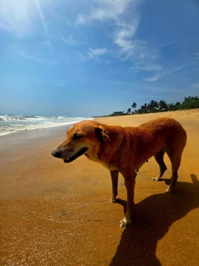 Körutazás Srí Lankán, pihenéssel a Maldív-szigeteken, Kőváry Anett jógaterapeutával