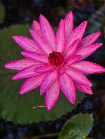 Körutazás Srí Lankán, pihenéssel a Maldív-szigeteken, Kőváry Anett jógaterapeutával