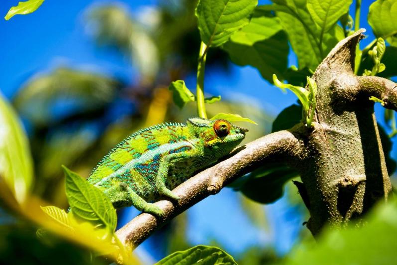 Madagaszkári kalandok pihenéssel a Seychelle