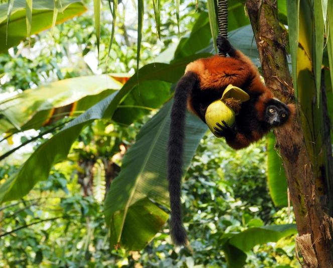Madagaszkári kalandok pihenéssel a Seychelle