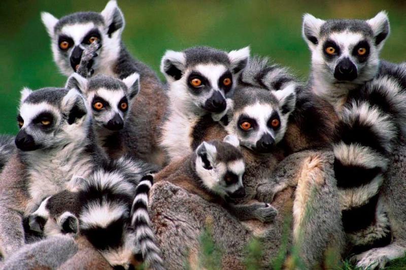 Madagaszkári kalandok pihenéssel a Seychelle