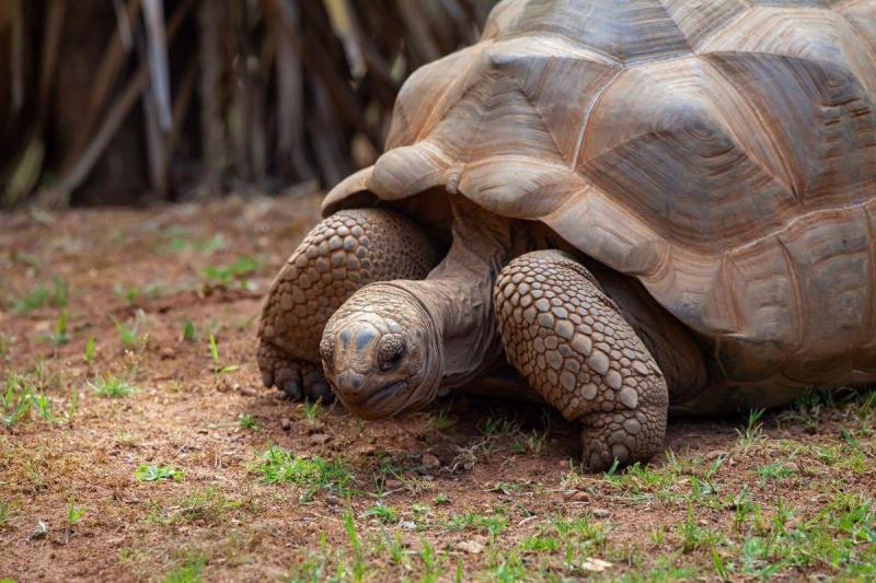 Madagaszkári kalandok pihenéssel a Seychelle