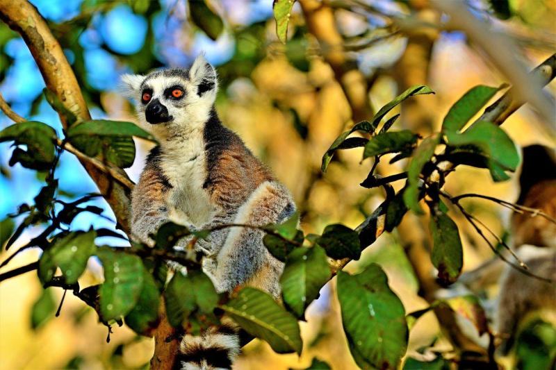Madagaszkári kalandok pihenéssel a Seychelle