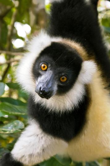 Madagaszkári kalandok pihenéssel a Seychelle